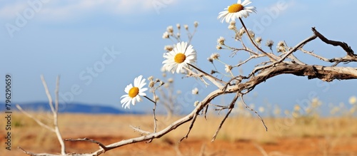 Many white blooms on tree branch photo