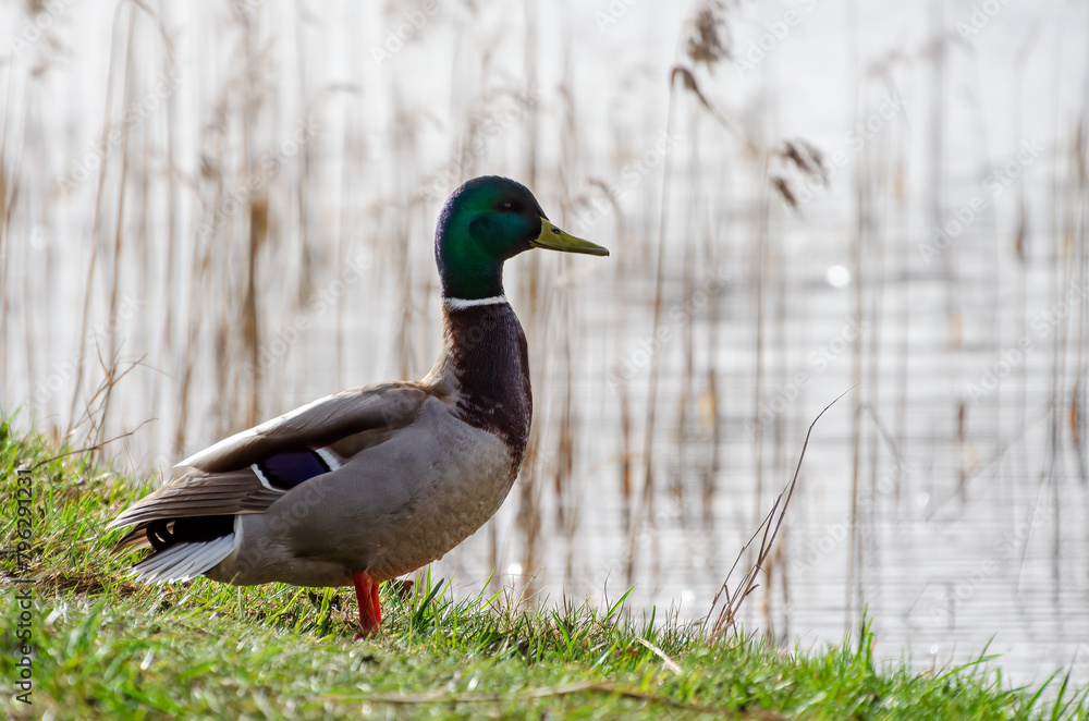 Common duck or Anas platyrhynchos, walking on the shore of the lake, enjoying the spring Common duck or Anas platyrhynchos, walking on the shore of the lake, enjoying the spring