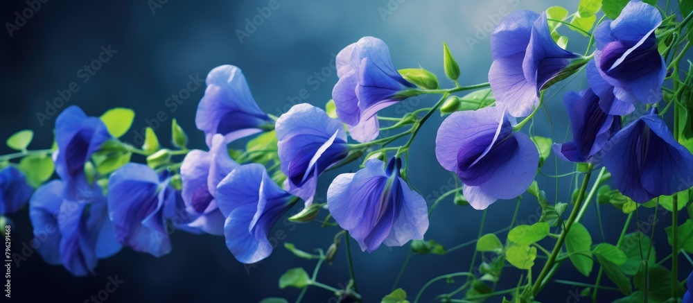 Fototapeta premium Purple flowers on vine with green leaves
