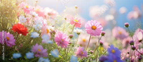 Field of blooming flowers under a bright sun