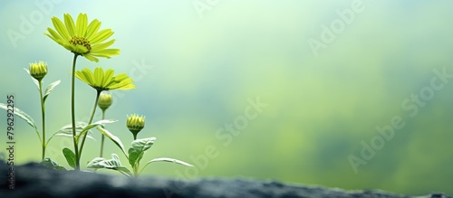 Two yellow blooms sprouting from a rock