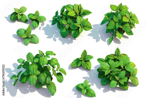 A collection of green plants on a clean white background. Perfect for botanical themes