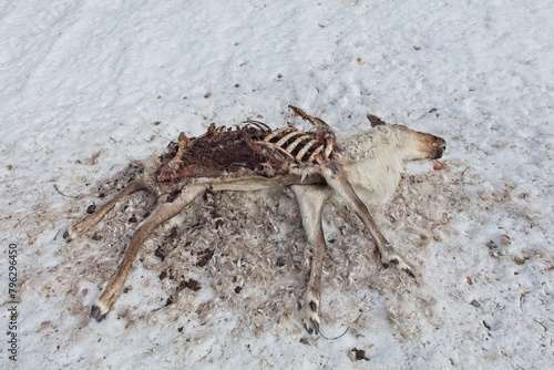 Papier peint Reindeer carcase at Aittakuru in lying in snow in spring, Pelkosenniemi, Lapland, Finland