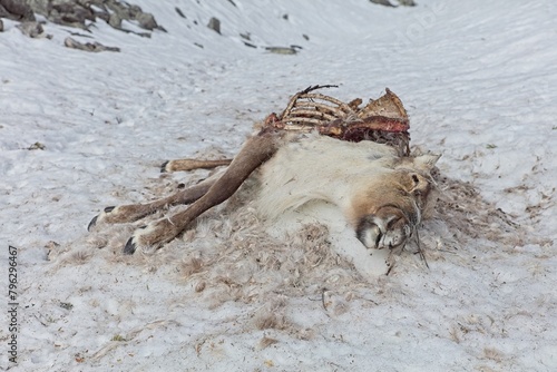 Canvas Print Reindeer carcase at Aittakuru in lying in snow in spring, Pelkosenniemi, Lapland, Finland