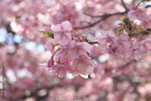 Spring cherry blossom sakura with blue sky in japan © lililia_t