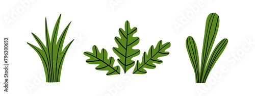 Set of doodle tropical plants of different shapes. Jungle, forest, nature. Hand drawn vector illustration in flat style.