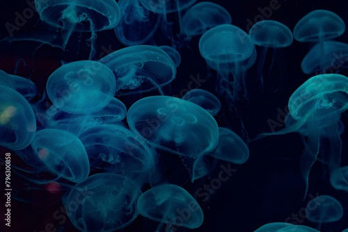 "The jellyfish glides silently through azure depths, its translucent form mesmerizing, embodying grace in fluid motion, a creature of the ocean's mysteries."    © QUANGPHUONG