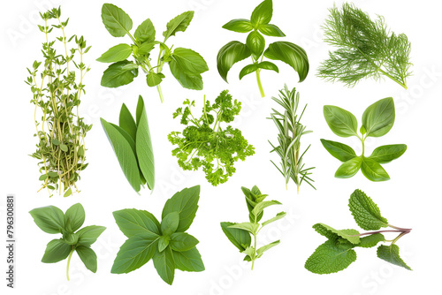 different herbs png object isolated on transparent background  mockup  design  template  layout  sticker