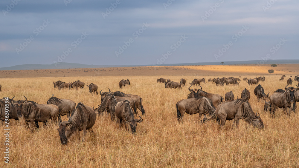 Fototapeta premium Wildebeest migration, Serengeti National Park, Tanzania, Africa