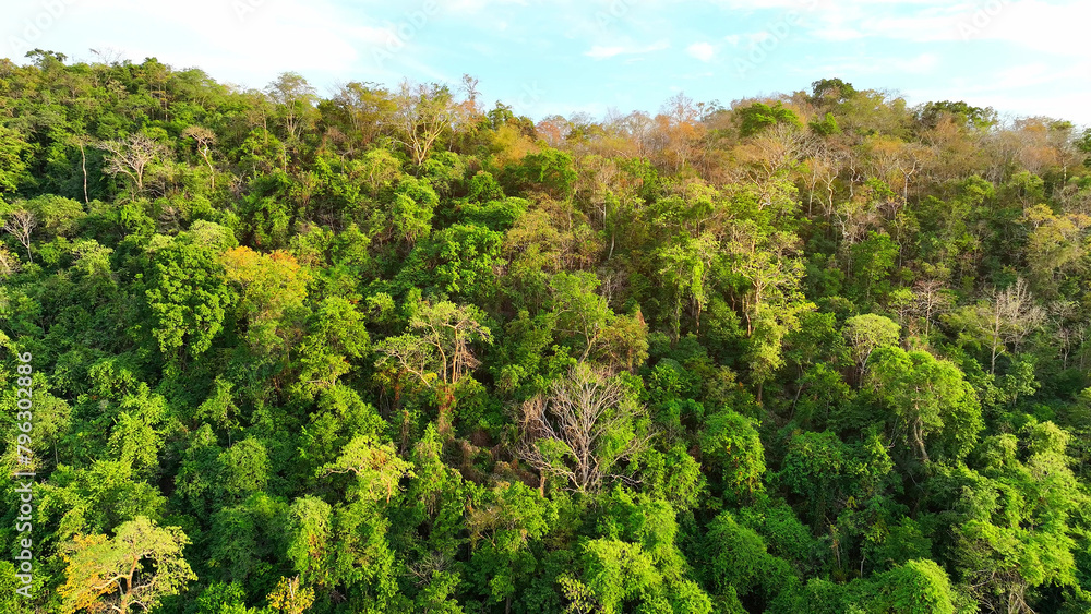 Towering trees thrive on high tropical mountains, their canopies bathed in golden sunlight, creating a mystical forest. Natural beauty and earth's lungs concept. Bird's eye view by drone. 
