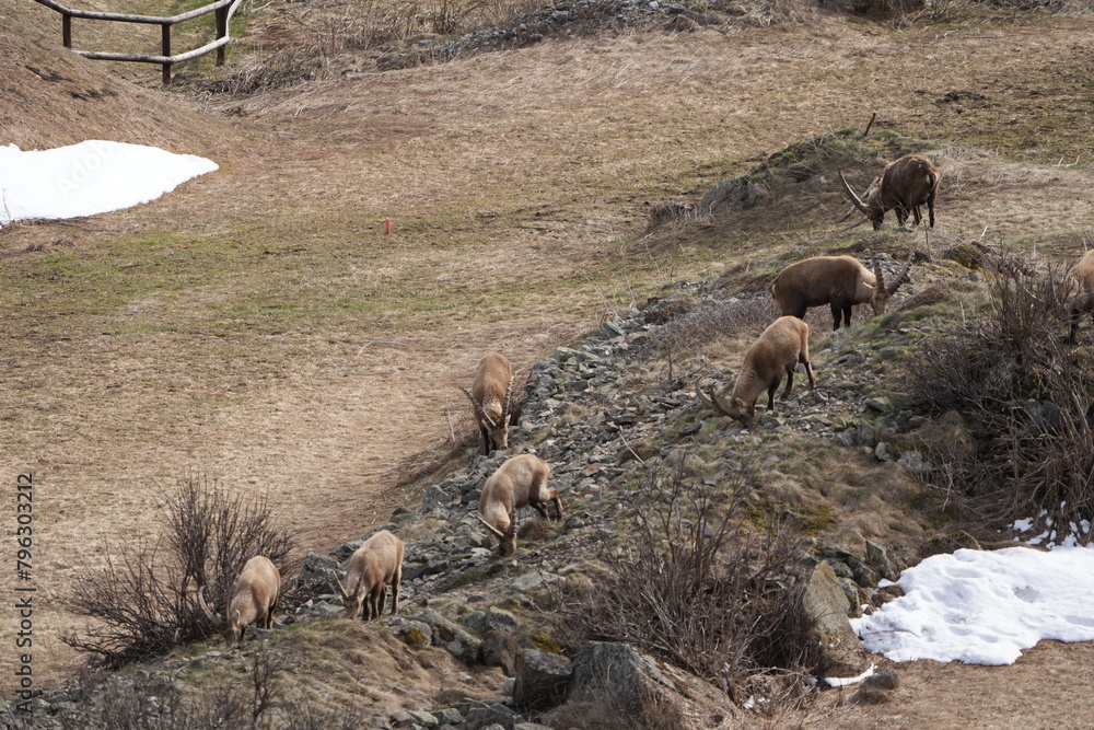 heard of Ibexes (Steinbock), Ibex, Carpricorn in Pontresina Graubuenden, part of a herd, snow, switzerland heard of Ibexes (Steinbock), Ibex, Carpricorn in Pontresina Graubuenden, part of a herd, snow, switzerland