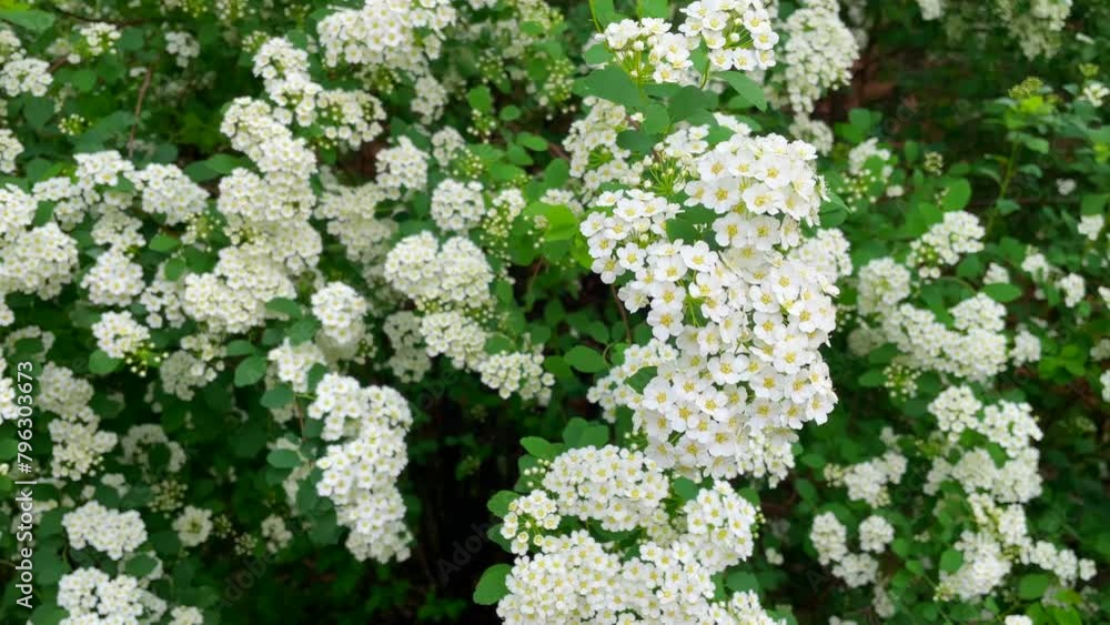 Jasmine bush blossomed in the garden Jasmine bush blossomed in the garden
