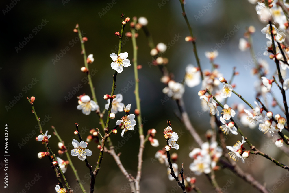 梅の花咲く早春の兼六園 梅の花咲く早春の兼六園