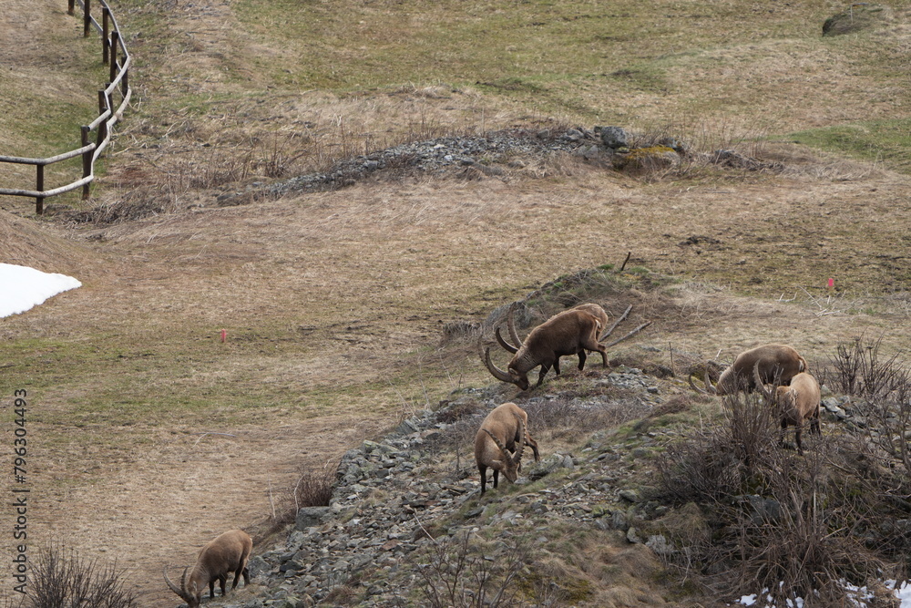 heard of Ibexes (Steinbock), Ibex, Carpricorn in Pontresina Graubuenden, part of a herd, snow, switzerland heard of Ibexes (Steinbock), Ibex, Carpricorn in Pontresina Graubuenden, part of a herd, snow, switzerland