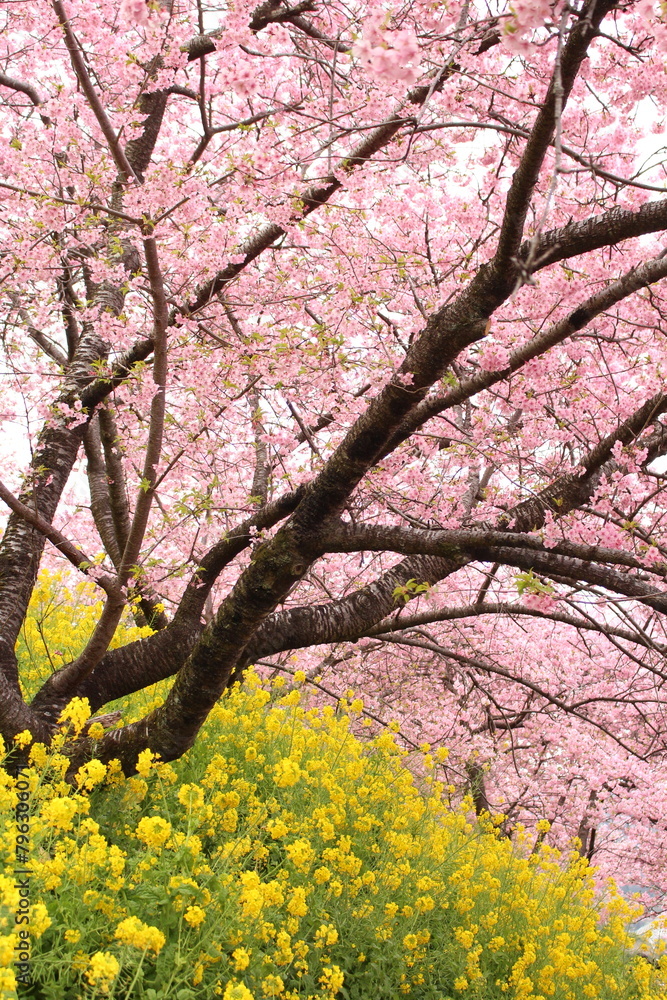 Spring cherry blossom sakura with blue sky in japan Spring cherry blossom sakura with blue sky in japan