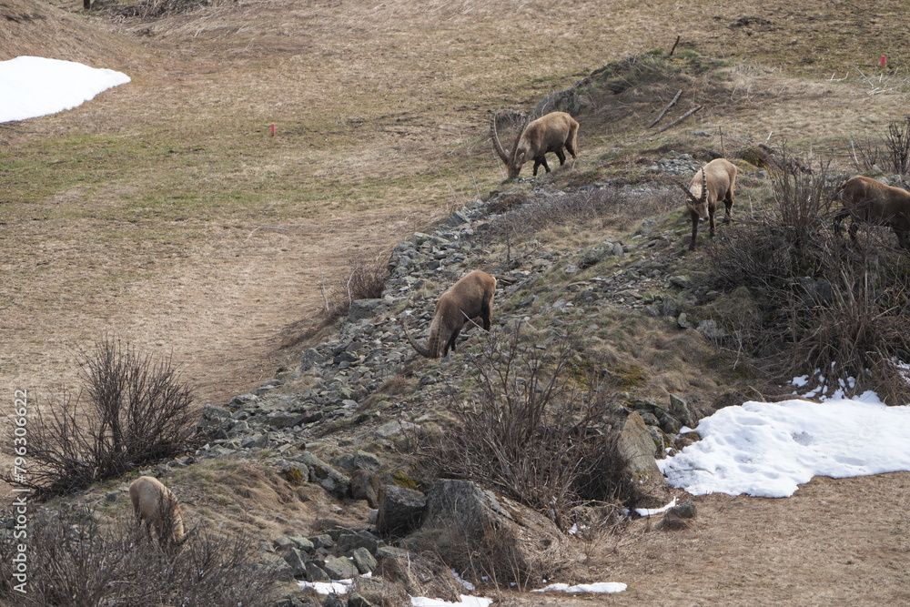 Fototapeta premium heard of Ibexes (Steinbock), Ibex, Carpricorn in Pontresina Graubuenden, part of a herd, snow, switzerland