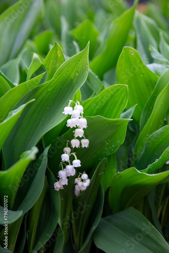 muguet 