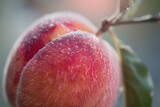 The Fuzzy Surface of a Peach Ready to be Plucked.