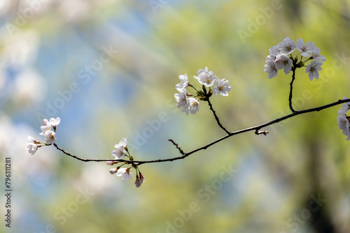春のイメージ、桜が咲く小枝と緑のシャワー