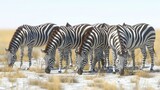 A herd of zebras are grazing in a field