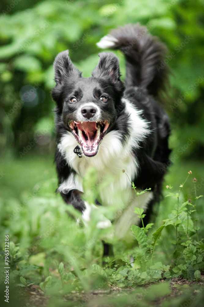 Fototapeta premium Border collie in green nature