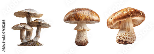 Collection of mushrooms isolated on transparent background. Generated ai.