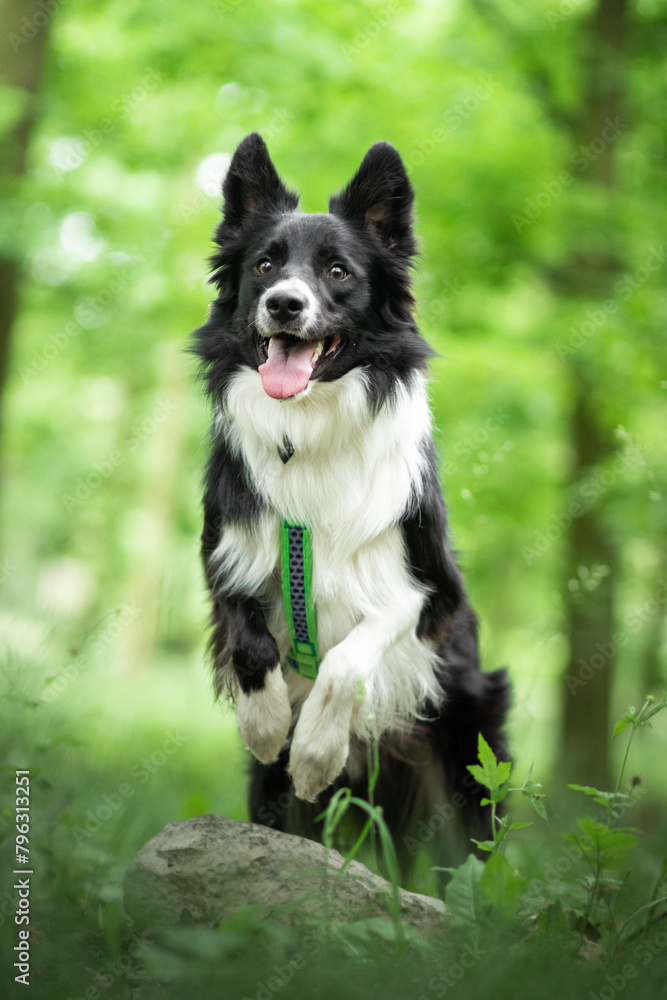 Border collie in green nature Border collie in green nature