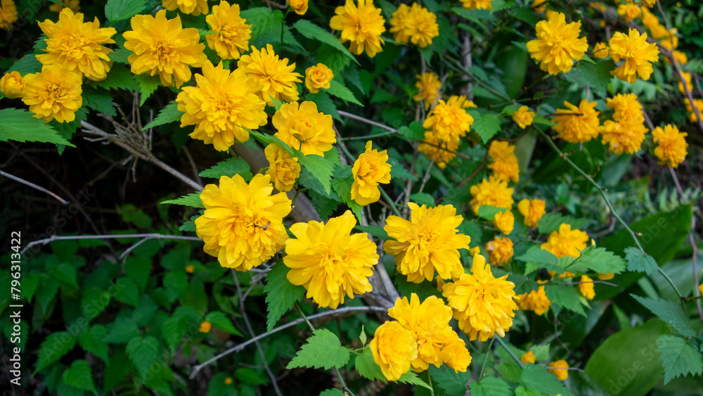 山に咲いている山吹の花