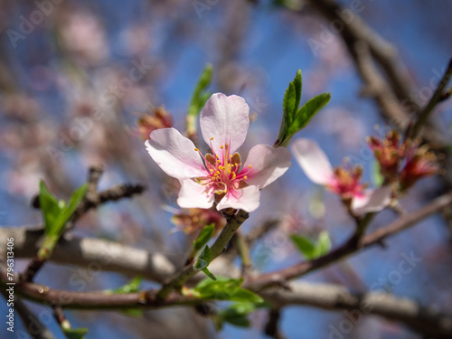 In the frame the blossoming almond tree branches, the background blurred. Almond flowers on blue sky.