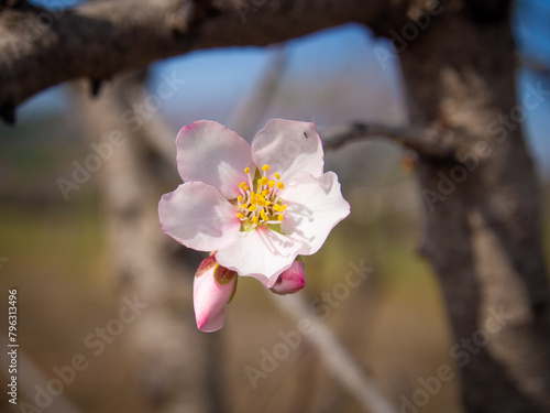 In the frame the blossoming almond tree branches, the background blurred. Almond flowers on blue sky.