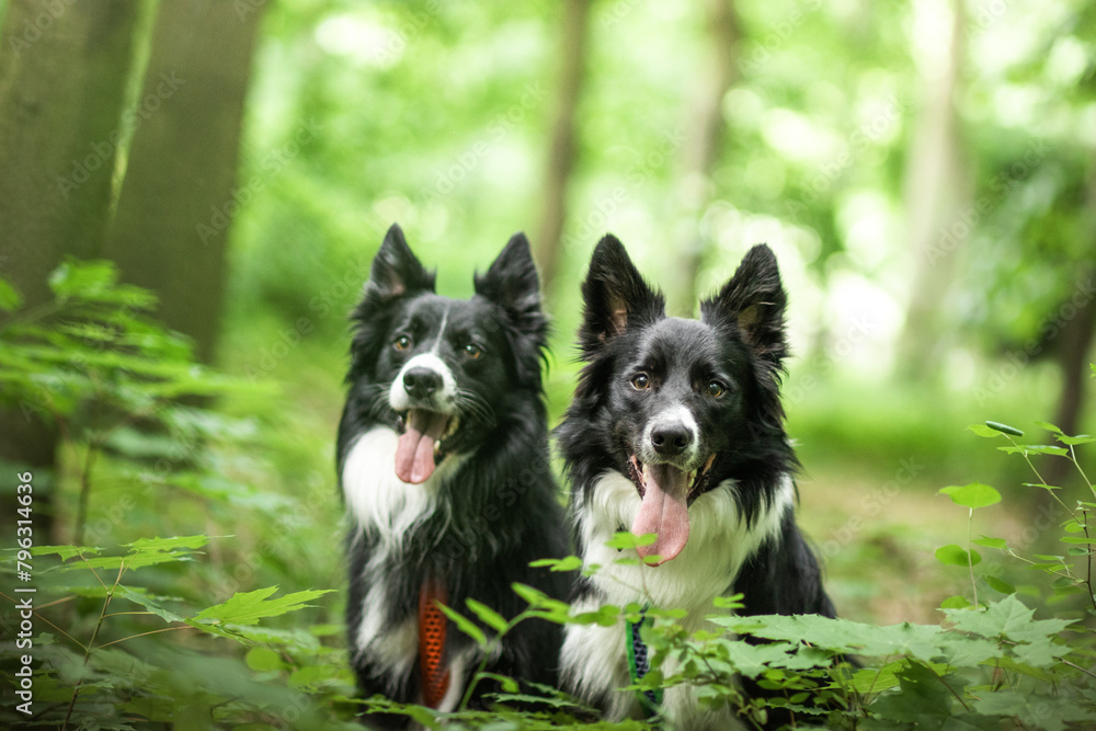 Border collie in green nature