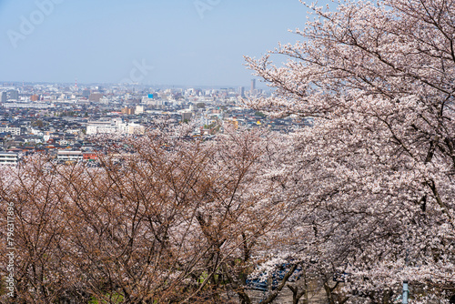 金沢で市民に人気のお花見スポット高尾城址見晴らし台