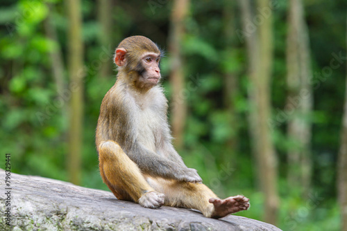 Canvas Print Close up of a young Rhesus macaque (Macaca mulatte), Zhangjiajie National Forest