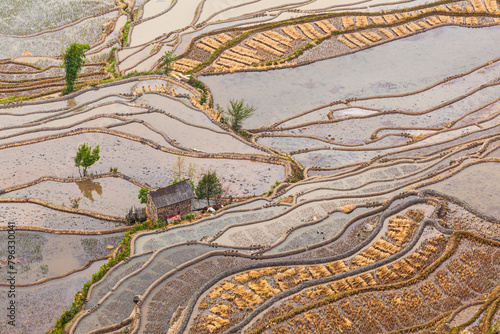 Aerial view on a landscape with historic rice terraces in autumn in Yuanyang, Yunnan province China
