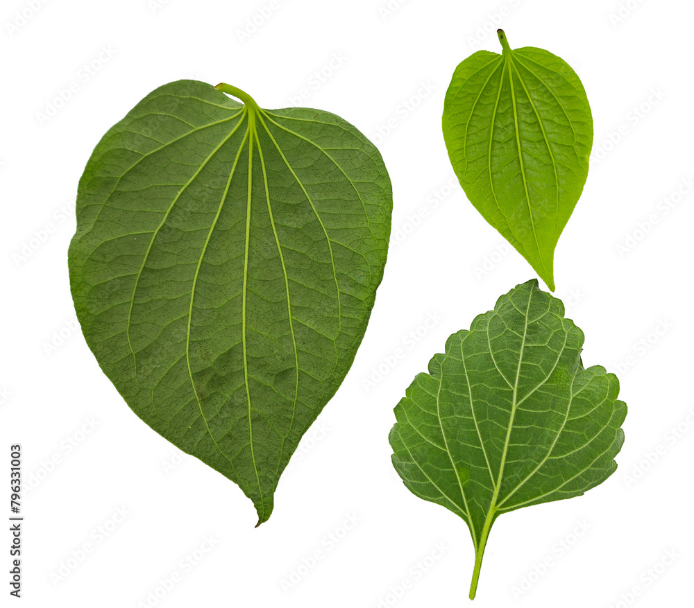 transparent background leaves transparent background leaves