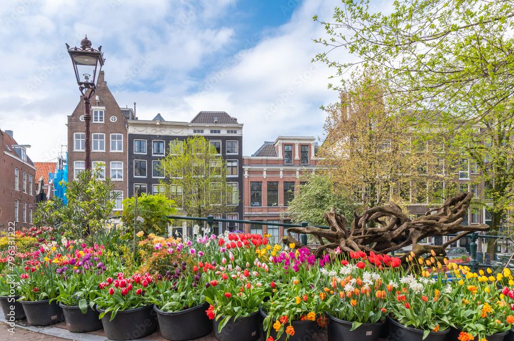 Colorful tulips in Amsterdam, Netherlands