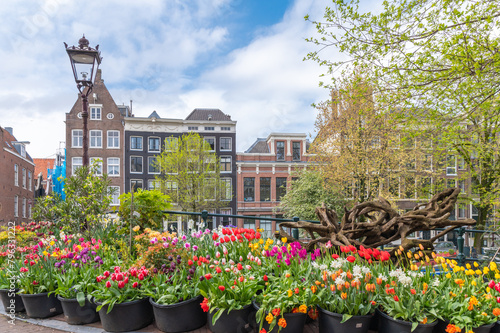 Obraz na płótnie Colorful tulips in Amsterdam, Netherlands w salonie