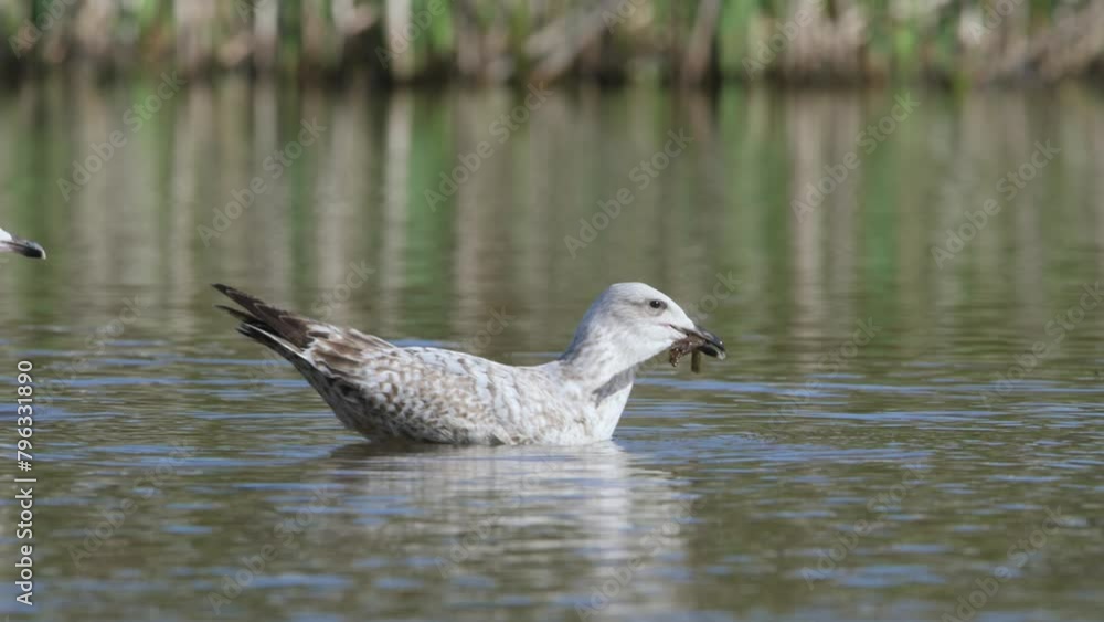 European Herring Gull, Larus argentatus on lake at spring time European Herring Gull, Larus argentatus on lake at spring time