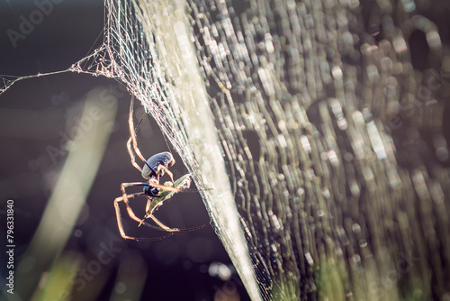 spider, Australian golden orb weaver, Trichonephila edulis, wrapping insect prey on web, morning sunlight in garden, macro closeup close detail photo