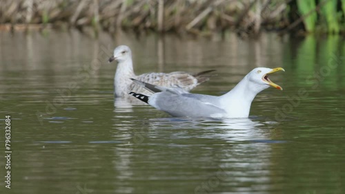 European Herring Gull, Larus argentatus on lake at spring time photo