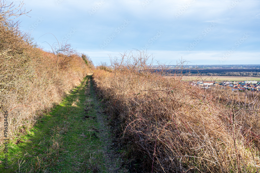 Grass path between thick bushes. Sunny weather. Grass path between thick bushes. Sunny weather.