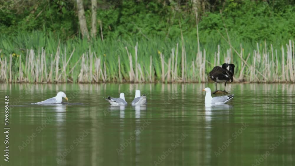 European Herring Gull, Larus argentatus on lake at spring time European Herring Gull, Larus argentatus on lake at spring time