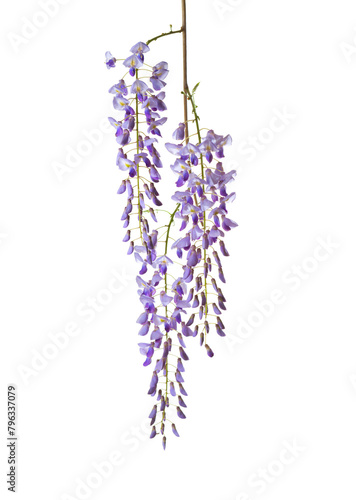 Branch of Wisteria flowers isolated on white background. © Antonel