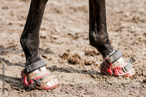 Protective shoes for barefoot horses photo