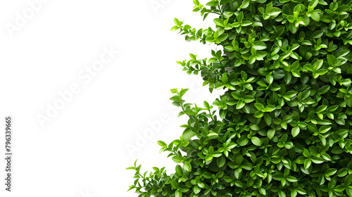 Green leaves framed and isolated on transparent background.