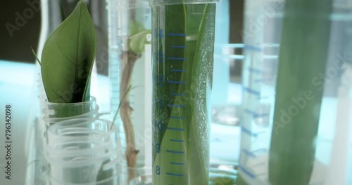 Test tubes and flasks in laboratory filled with leaves from plants for artificial irrigation and cultivation, macro reveal shot photo