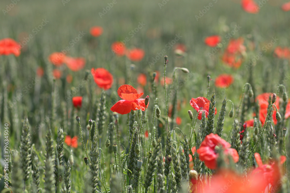 coquelicots coquelicots
