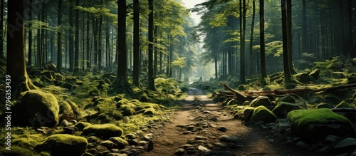 Panoramic image of a path in the forest with moss and rocks