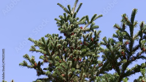 Green coniferous Abies nordmanniana branches with needles against the blue sky photo