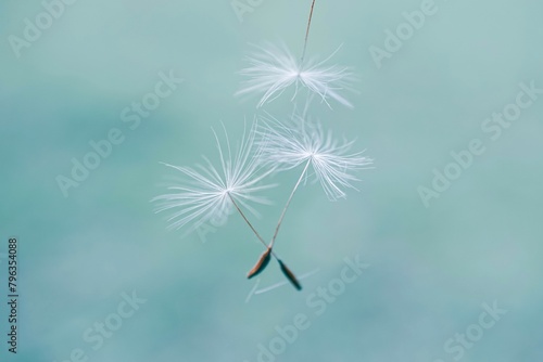 Fototapeta Naklejka Na Ścianę i Meble -  Beautiful dandelion flower seed in springtime, blue background